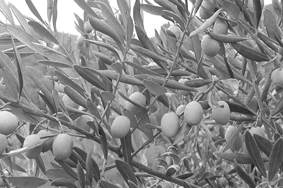 Digging into the past of olive trees.