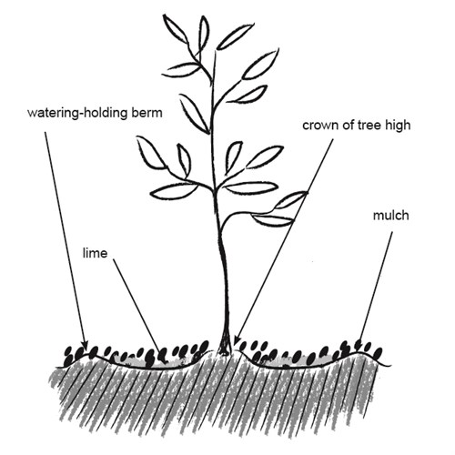 Olivetreeplanting